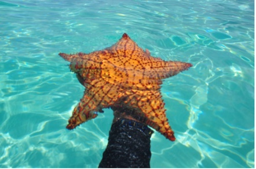Isla Saona