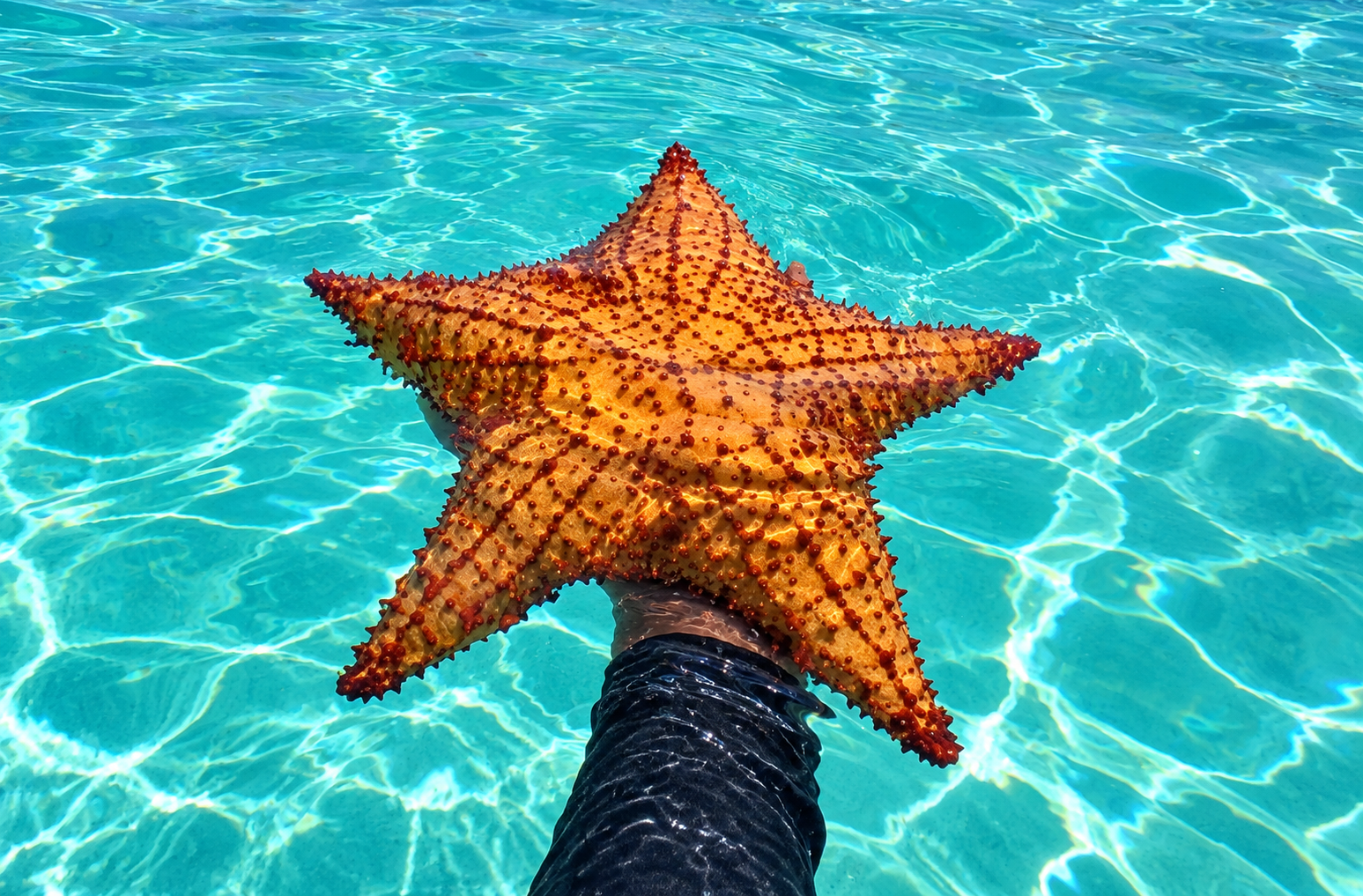 Isla Saona